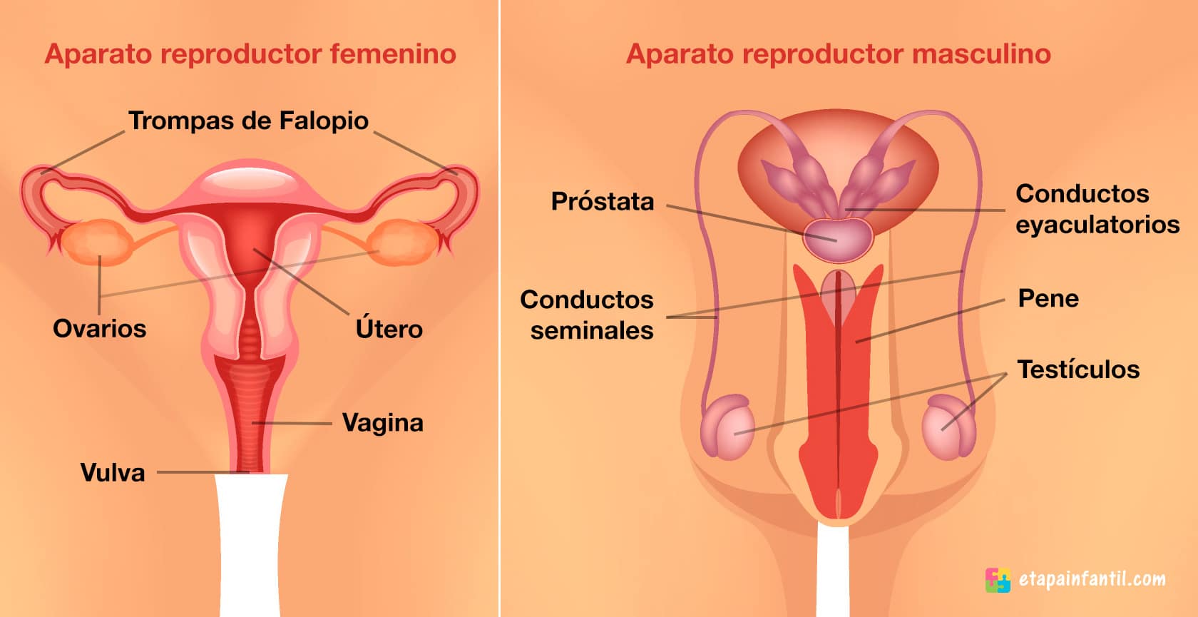Sistema Reproductor Masculino Y Femenino Sistema Reproductor Femenino Porn Sex Picture