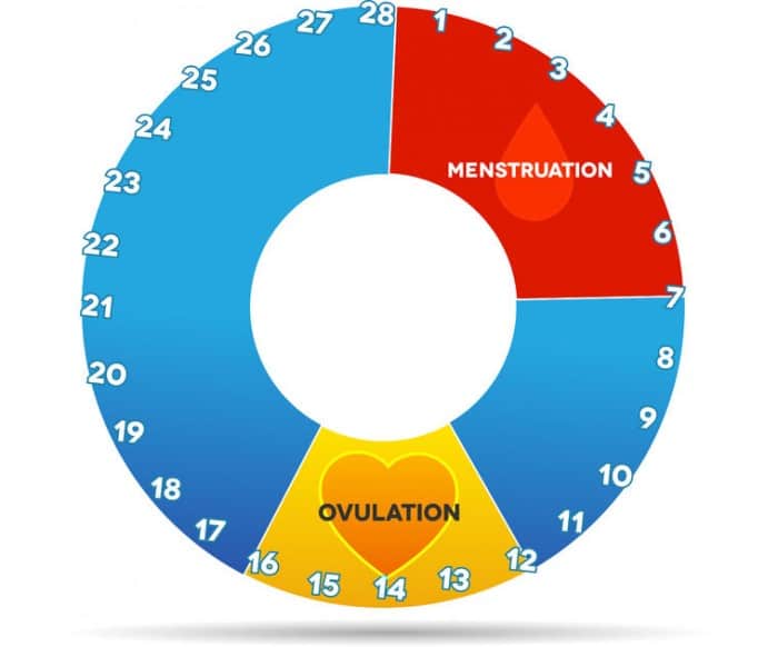 Calculadora de ovulación y días fértiles
