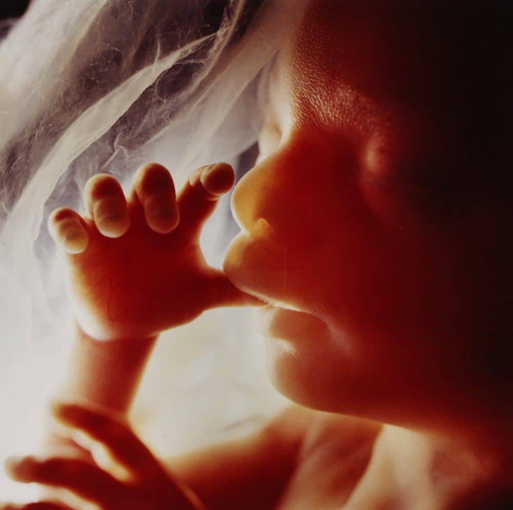 Imagenes Reales E Increibles Concepcion Y El Bebe Creciendo Durante El Embarazo Etapa Infantil